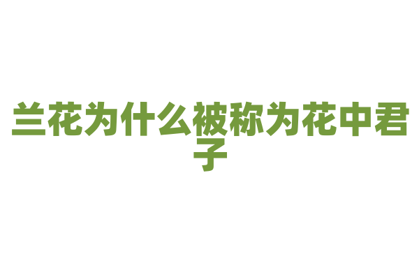 兰花为什么被称为花中君子，它的文化内涵是什么？
