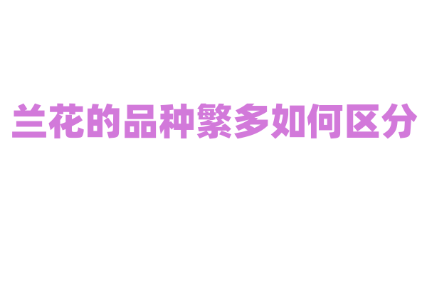 兰花的品种繁多如何区分