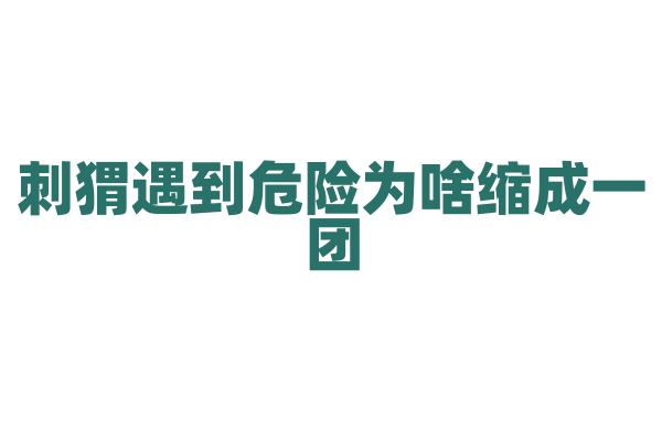 刺猬遇到危险为啥缩成一团？