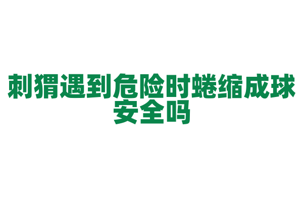 刺猬遇到危险时蜷缩成球安全吗