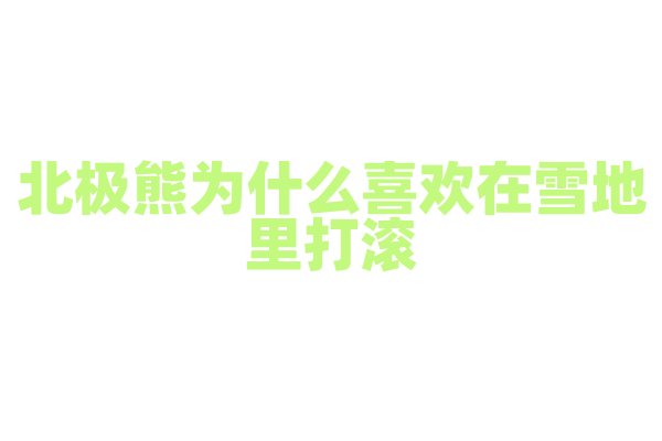 北极熊为什么喜欢在雪地里打滚？