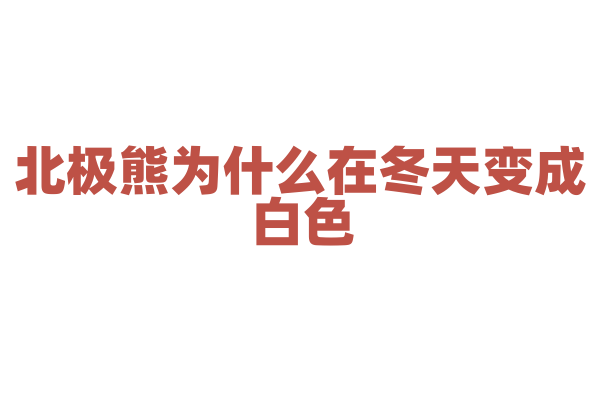 北极熊为什么在冬天变成白色？