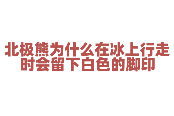 北极熊为什么在冰上行走时会留下白色的脚印？