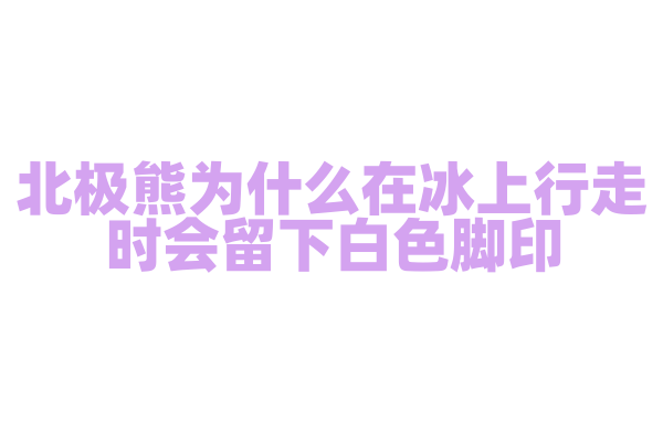 北极熊为什么在冰上行走时会留下白色脚印？