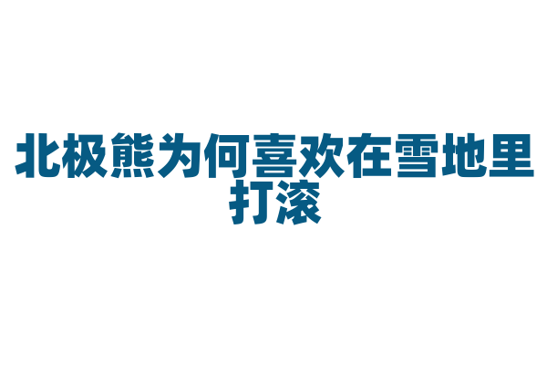 北极熊为何喜欢在雪地里打滚？