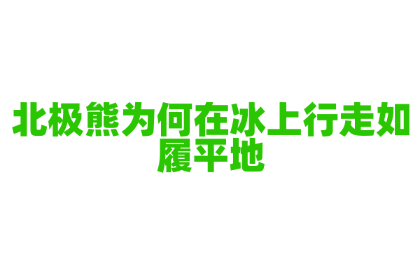 北极熊为何在冰上行走如履平地？