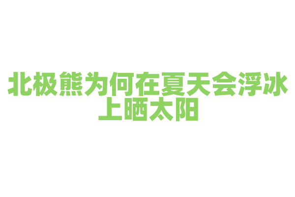 北极熊为何在夏天会浮冰上晒太阳？