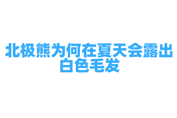 北极熊为何在夏天会露出白色毛发？
