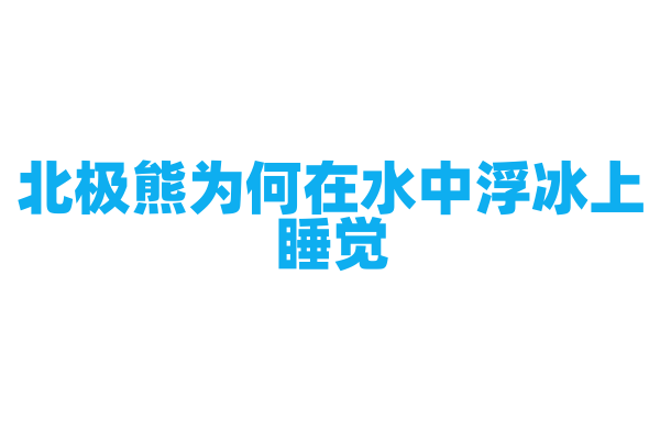 北极熊为何在水中浮冰上睡觉？