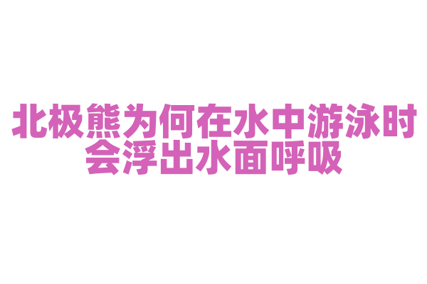 北极熊为何在水中游泳时会浮出水面呼吸？