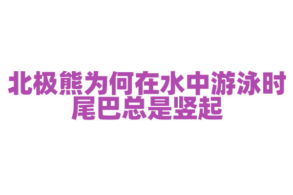 北极熊为何在水中游泳时尾巴总是竖起？