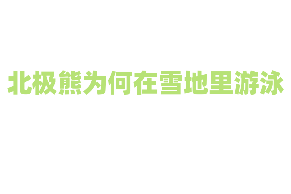 北极熊为何在雪地里游泳？