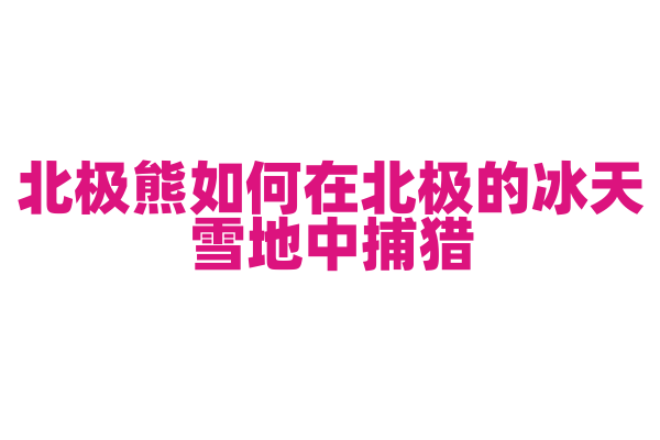 北极熊如何在北极的冰天雪地中捕猎？