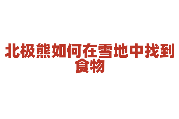 北极熊如何在雪地中找到食物