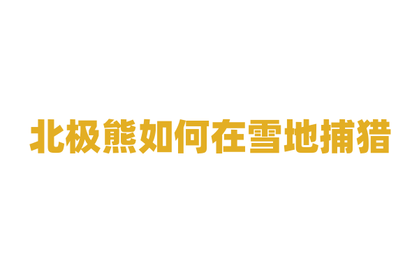北极熊如何在雪地捕猎？