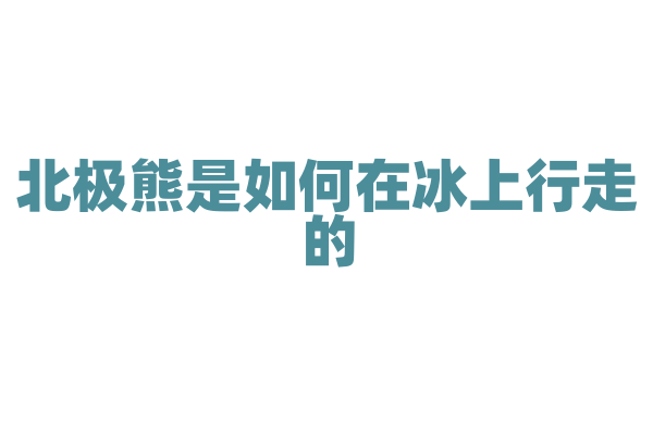 北极熊是如何在冰上行走的？