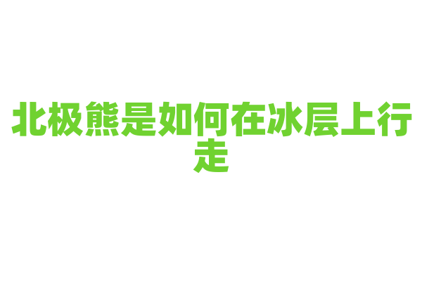 北极熊是如何在冰层上行走？