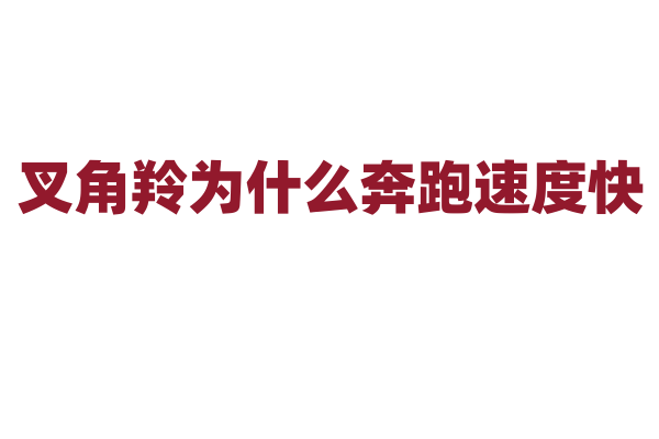 叉角羚为什么奔跑速度快，它的身体结构和肌肉力量有什么优势？