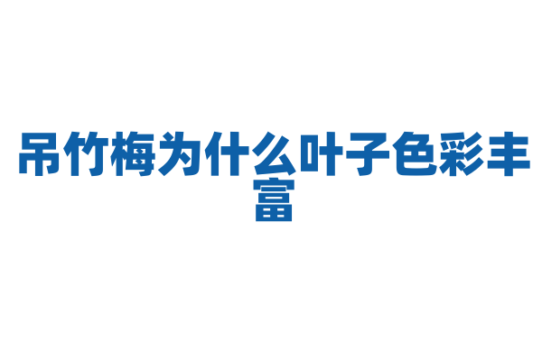 吊竹梅为什么叶子色彩丰富，它的色素分布有什么特点？