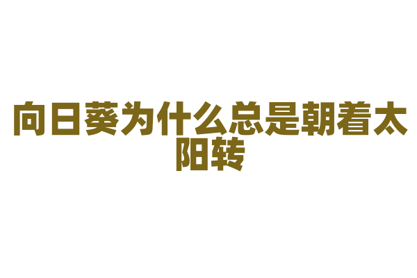 向日葵为什么总是朝着太阳转，它的生长素是怎么分布的？
