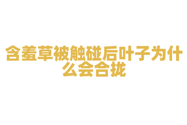 含羞草被触碰后叶子为什么会合拢