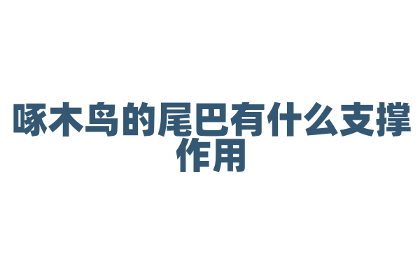 啄木鸟的尾巴有什么支撑作用？