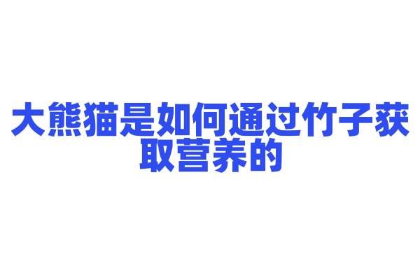 大熊猫是如何通过竹子获取营养的？