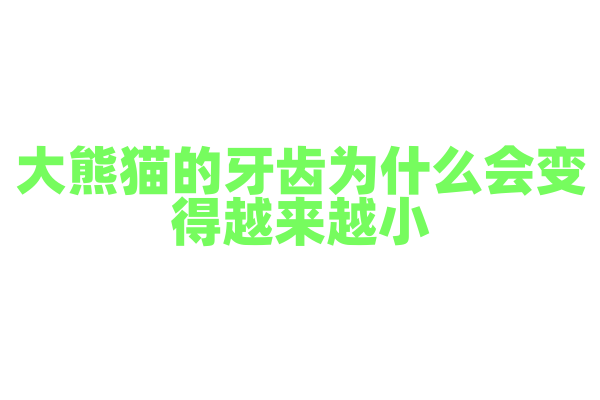 大熊猫的牙齿为什么会变得越来越小？