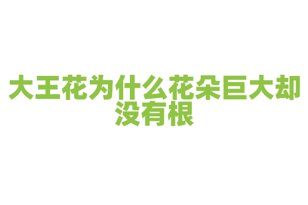 大王花为什么花朵巨大却没有根、茎、叶？