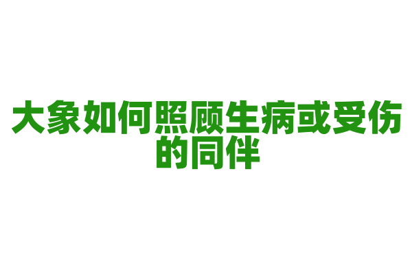大象如何照顾生病或受伤的同伴？