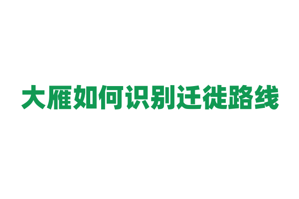 大雁如何识别迁徙路线，导航原理是什么？