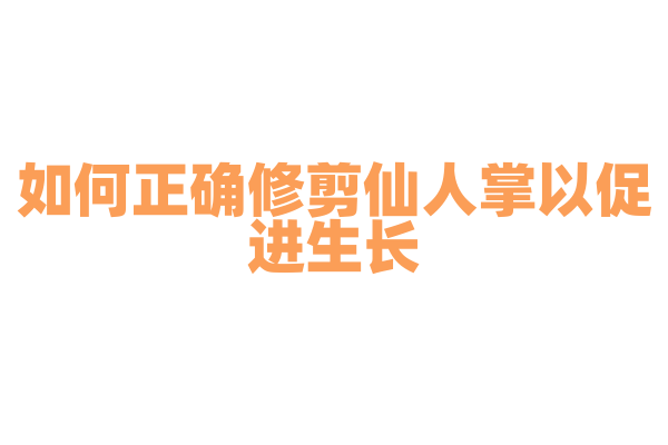 如何正确修剪仙人掌以促进生长？