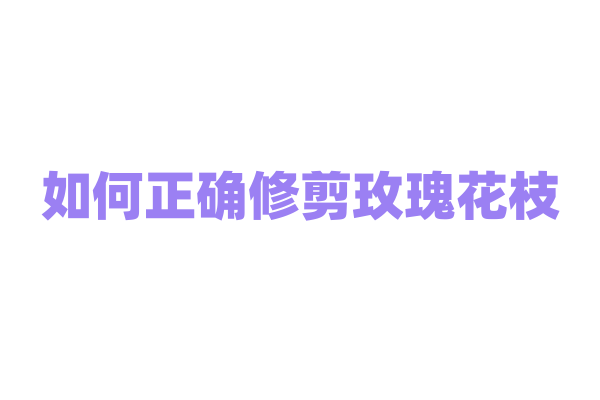 如何正确修剪玫瑰花枝
