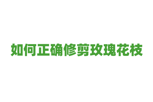 如何正确修剪玫瑰花枝？
