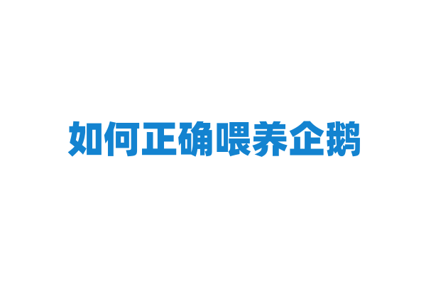 如何正确喂养企鹅