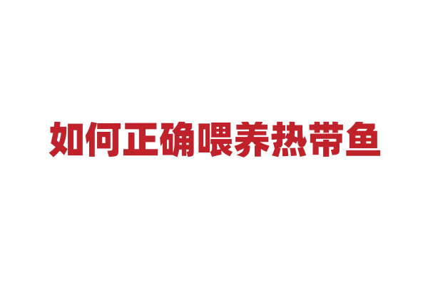 如何正确喂养热带鱼？