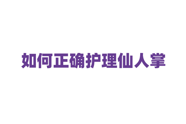 如何正确护理仙人掌？