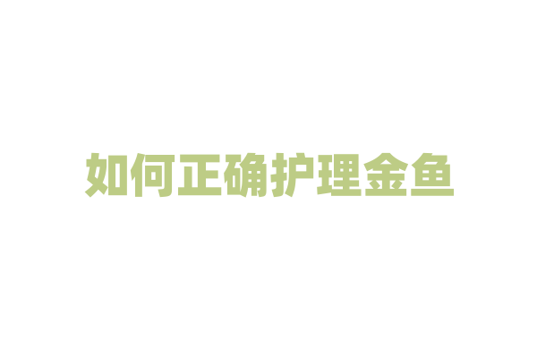 如何正确护理金鱼