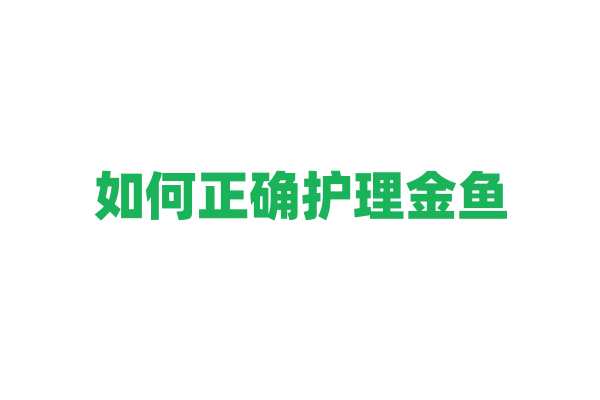 如何正确护理金鱼？