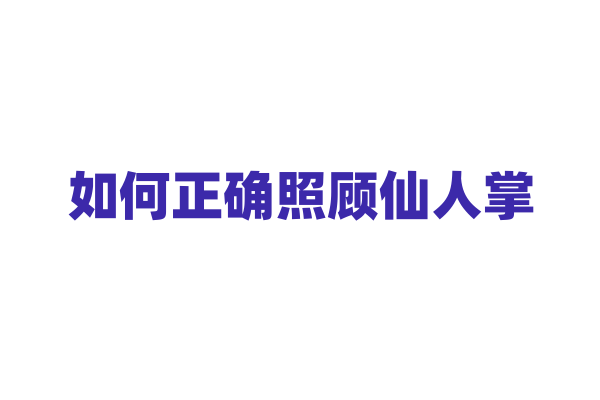 如何正确照顾仙人掌？
