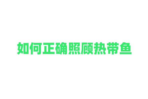如何正确照顾热带鱼？