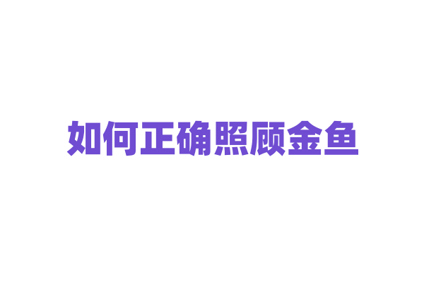 如何正确照顾金鱼？
