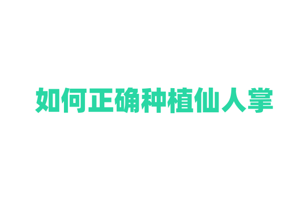 如何正确种植仙人掌？