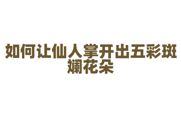 如何让仙人掌开出五彩斑斓花朵？