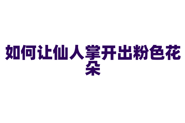 如何让仙人掌开出粉色花朵？
