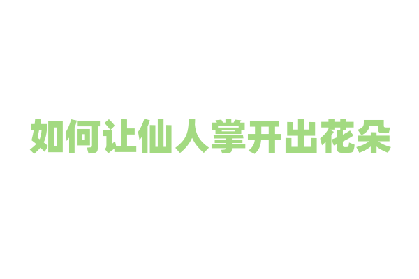 如何让仙人掌开出花朵