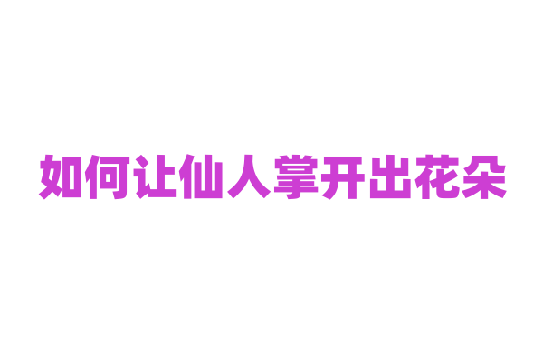 如何让仙人掌开出花朵？