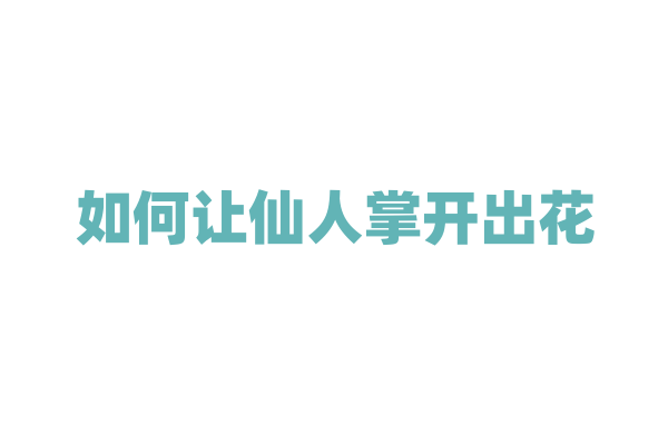 如何让仙人掌开出花？