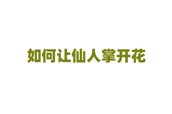 如何让仙人掌开花？