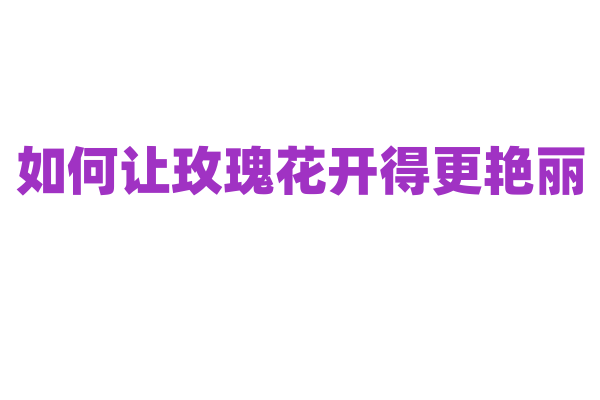 如何让玫瑰花开得更艳丽？